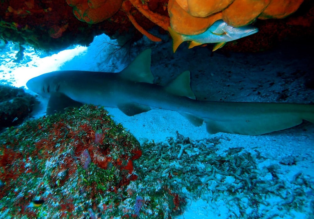 Agave Azul - Grand Cozumel, Hotel and Diving