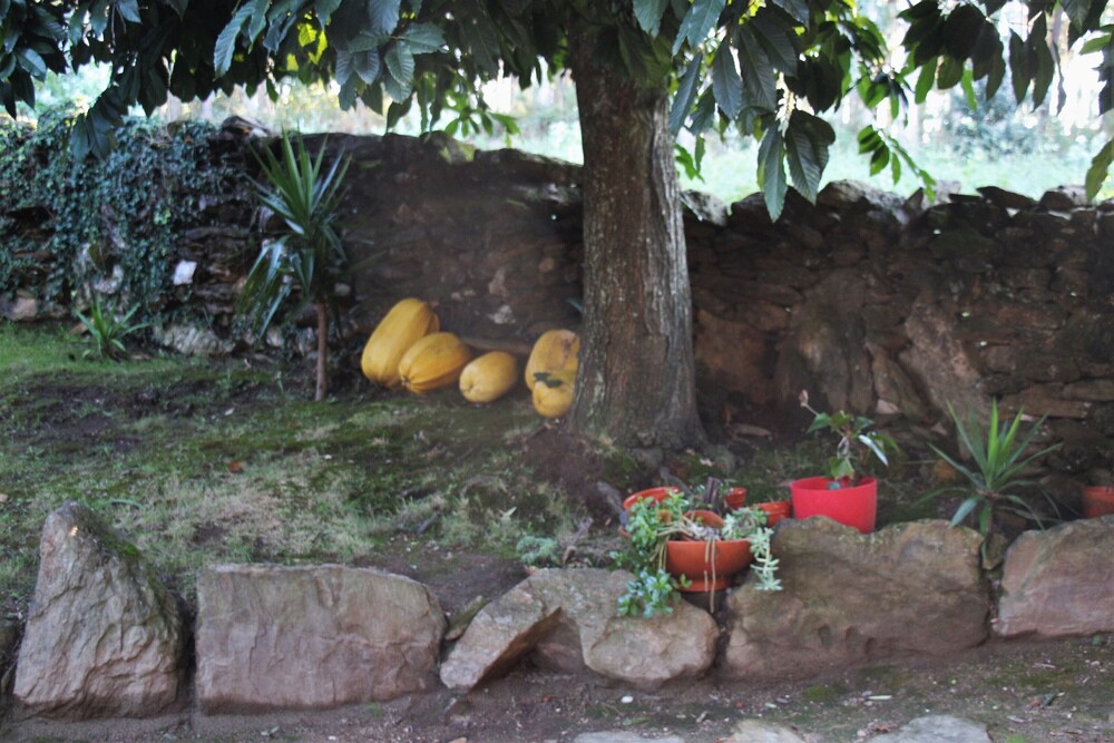 Quintinha D' Arga