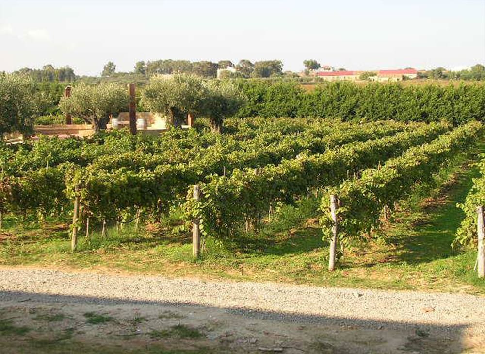 Fattoria il Borghetto