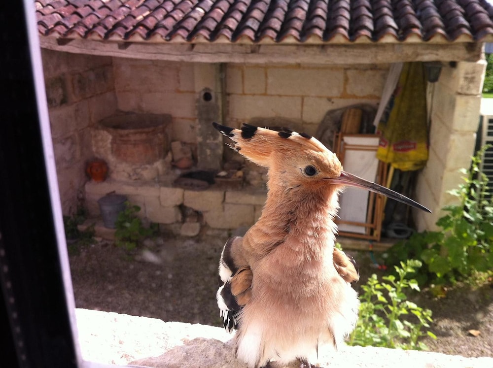 Photo 38