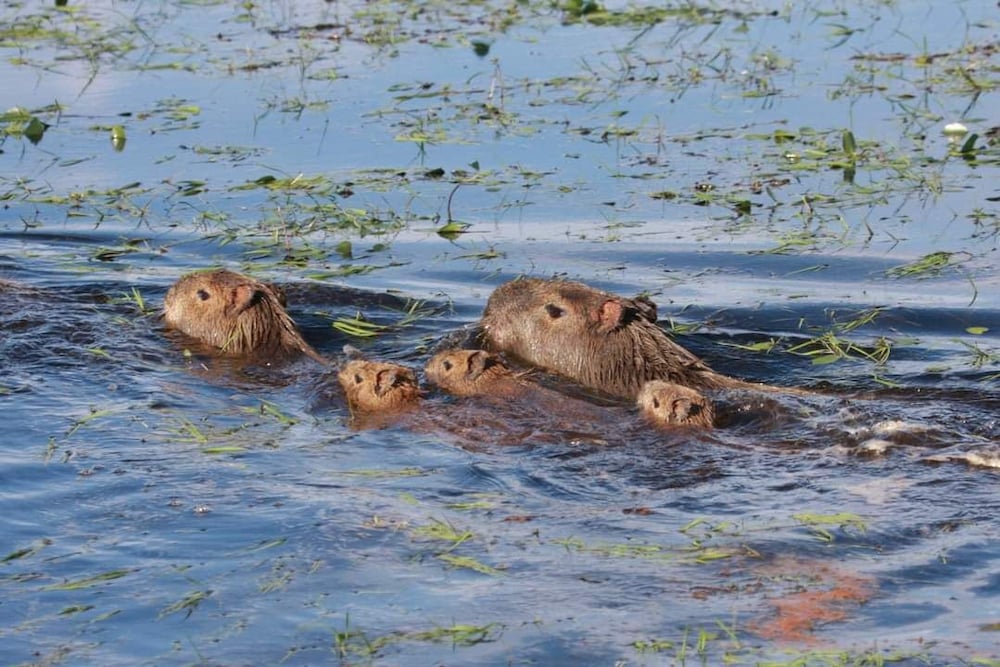 Wild Wetlands Lodge
