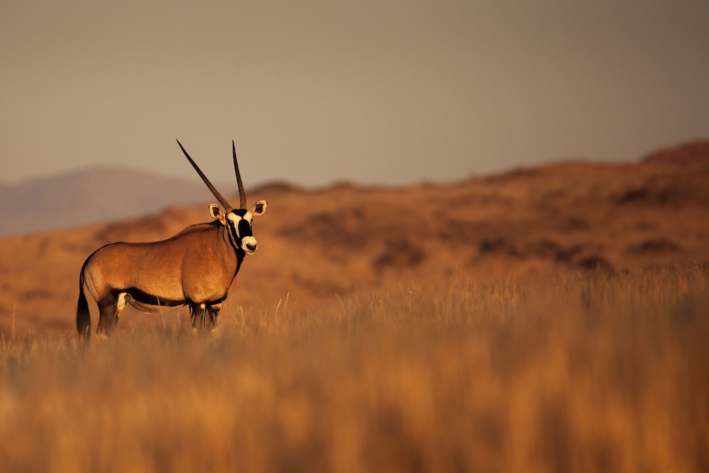 Sandfontein Lodge & Nature Reserve