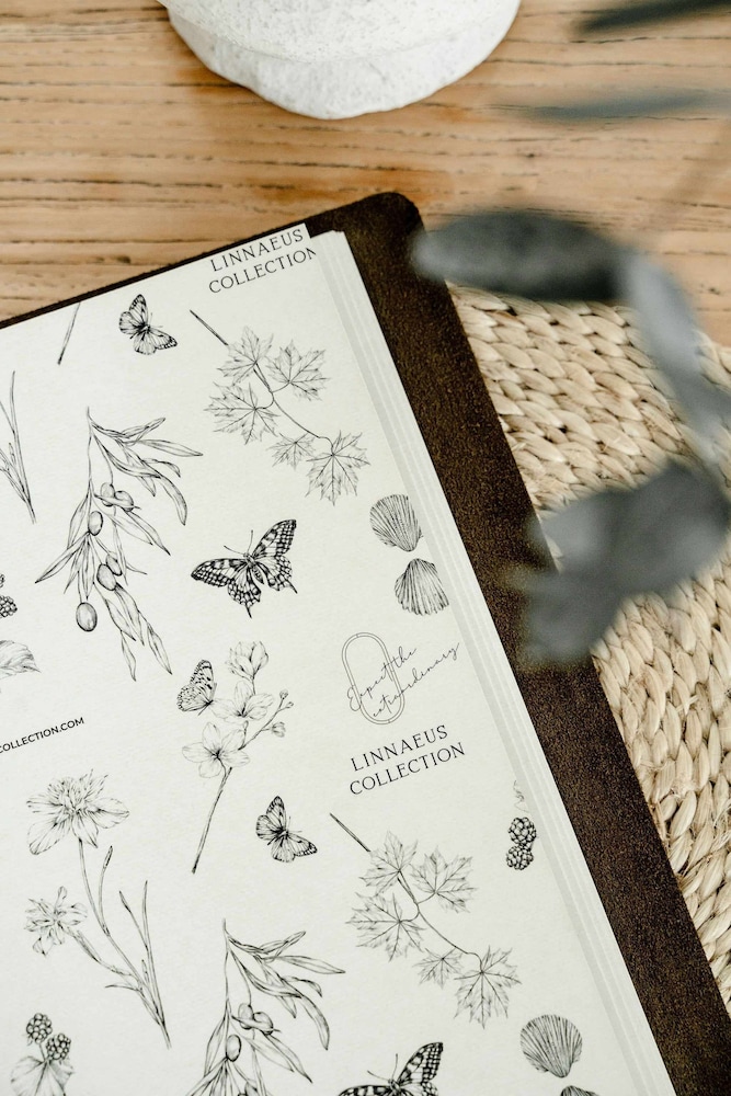 Rubus Pink Berry - by Linnaeus Collection