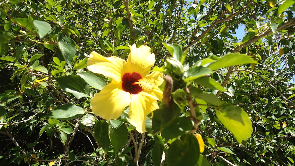 Pousada Sonhos de Praia Chalés