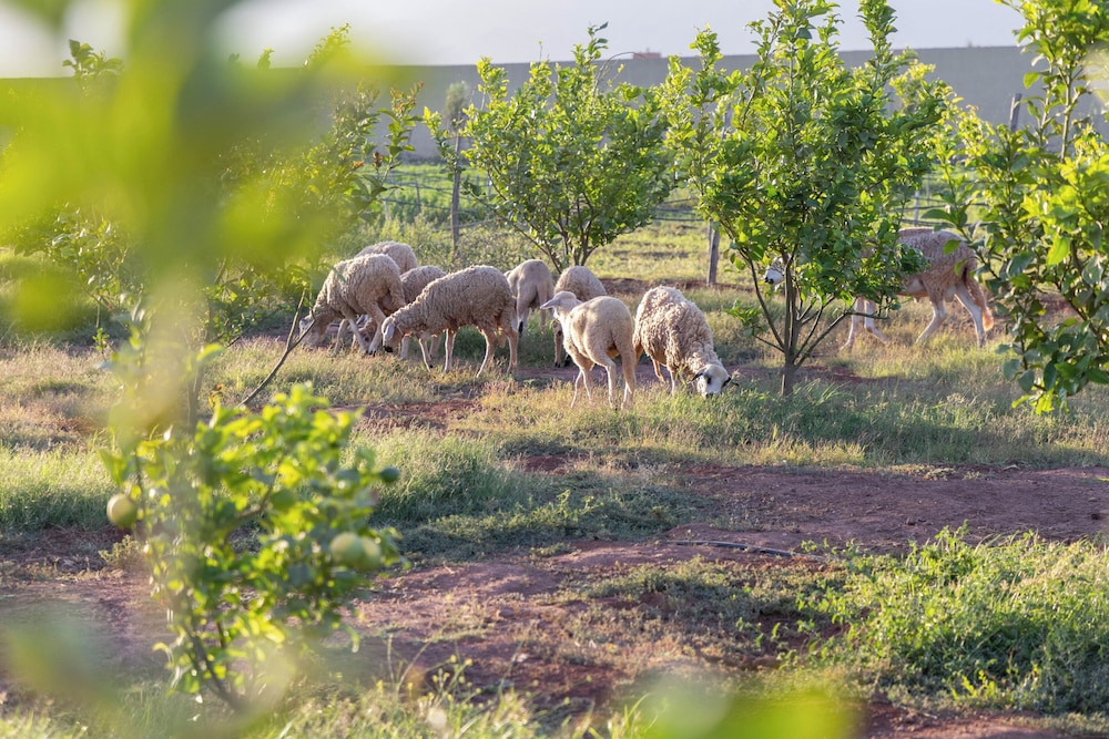 Villa Atlas Issen