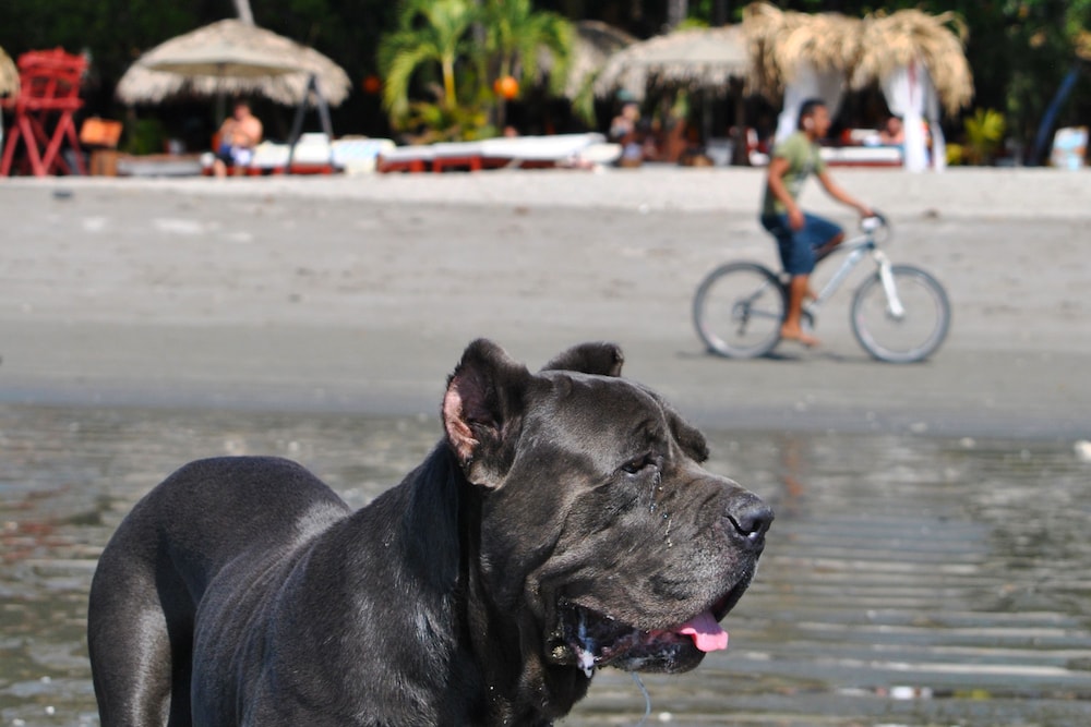 Hotel Locanda Samara Beach - Property Image 9