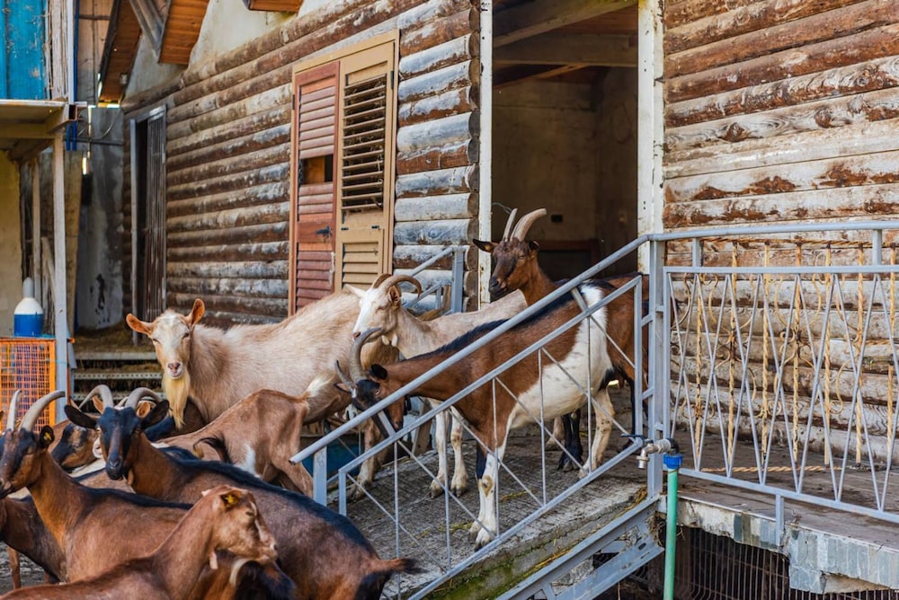 The Animals Farm Double Room