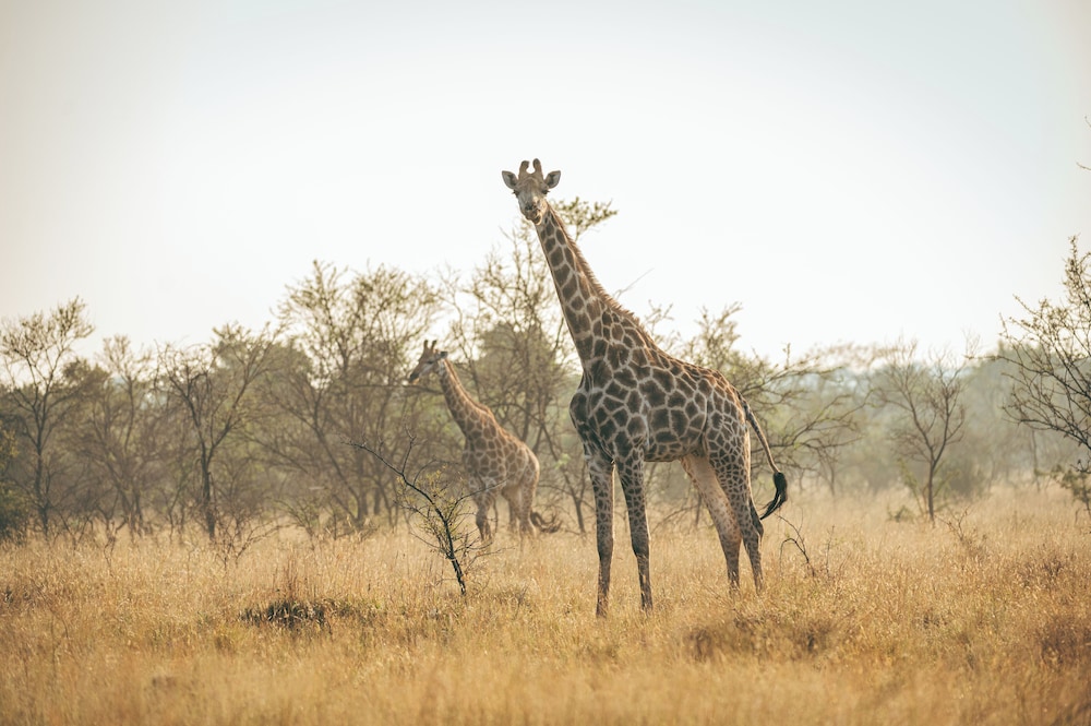 Summerplace Game Reserve