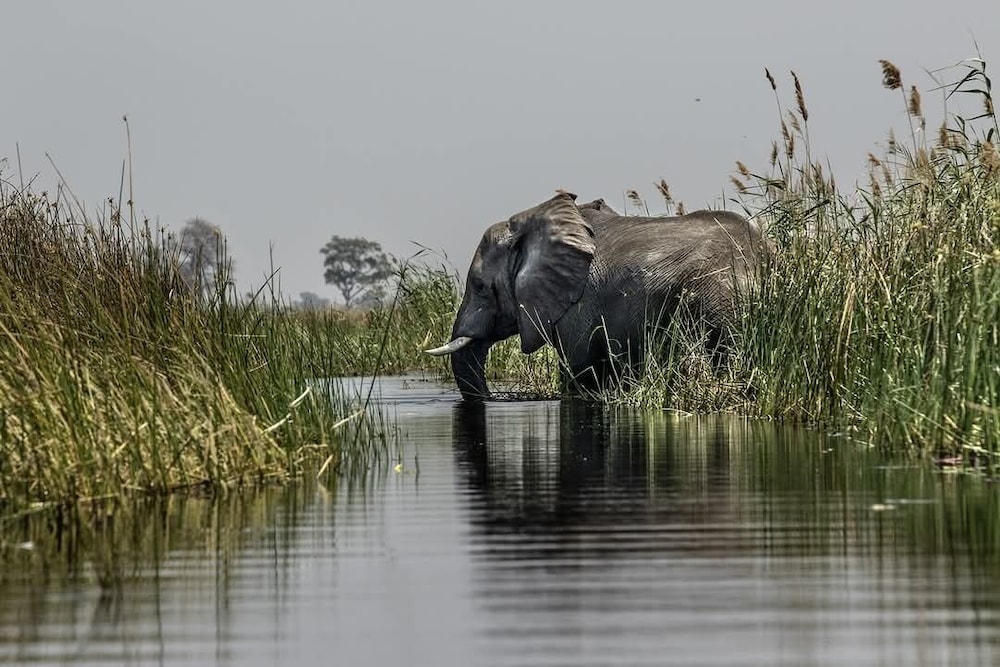 Khwai Mokoro Safaris and Campsites