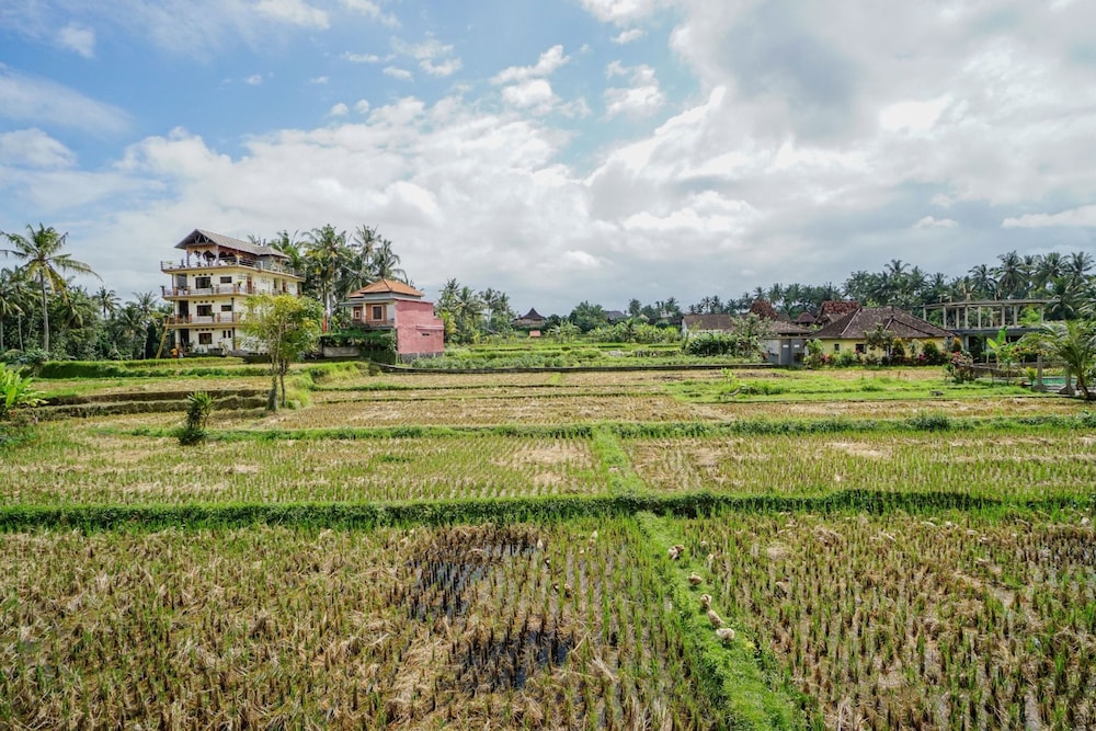 Molecha Guest House view 2