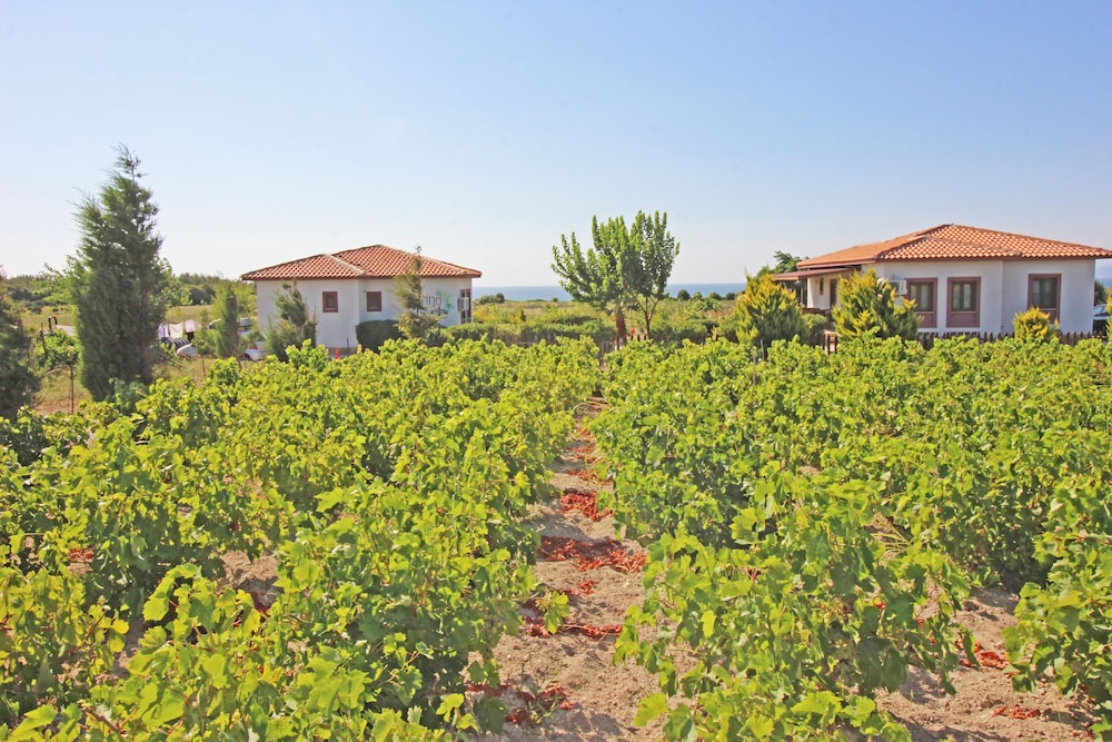 Karina Vineyard Evi - Image 21