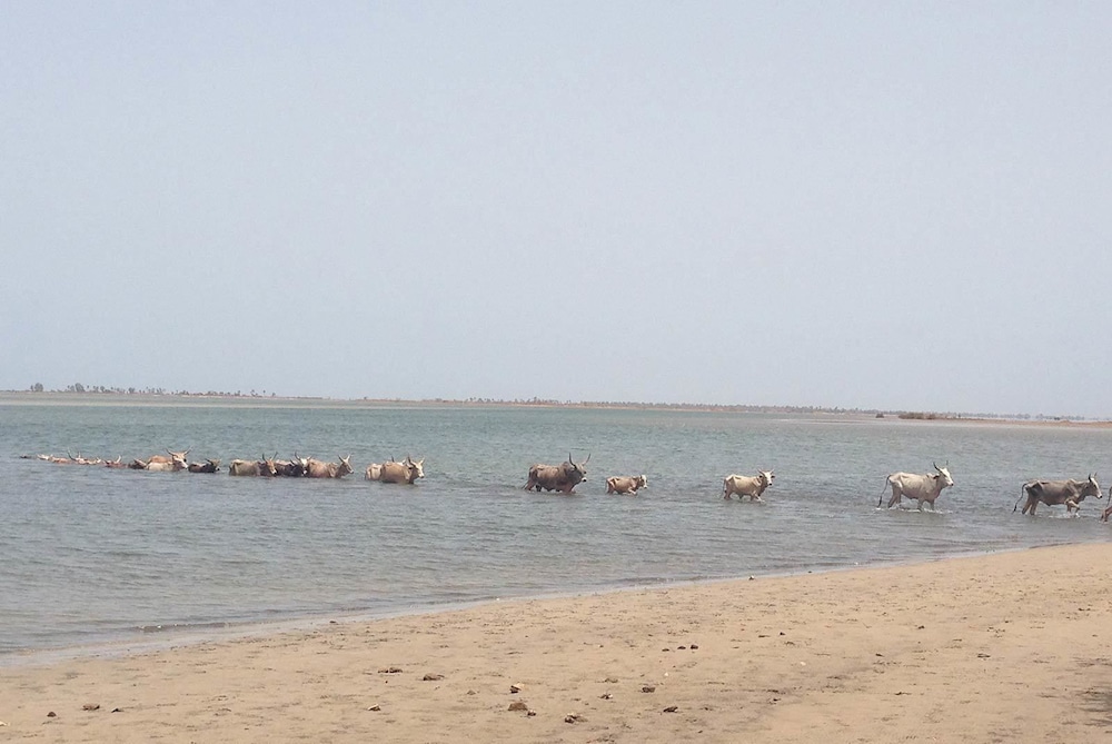 L'Ecolodge de Simal
