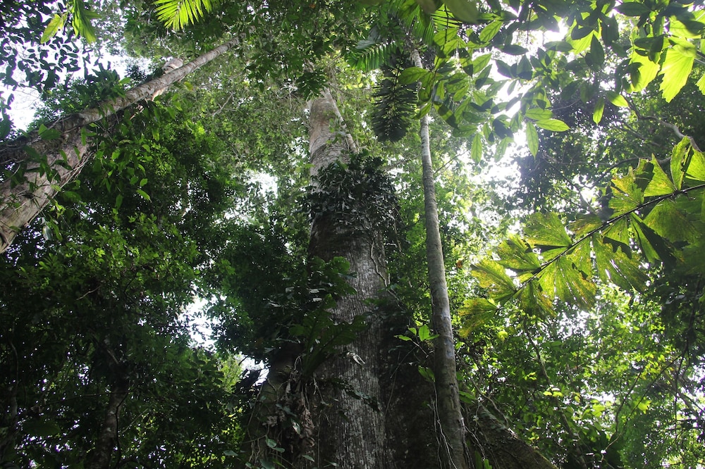Green forest Ecolodge