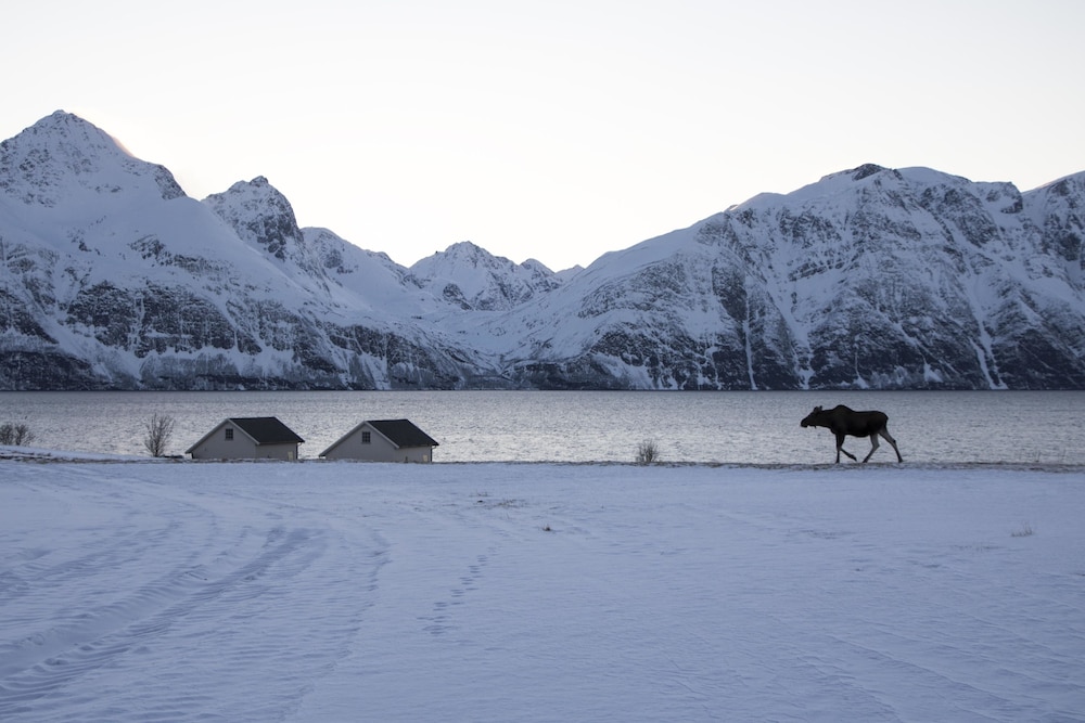 Lyngen North