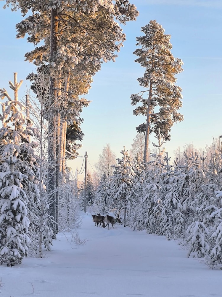 Lapland Pure Nature and More!