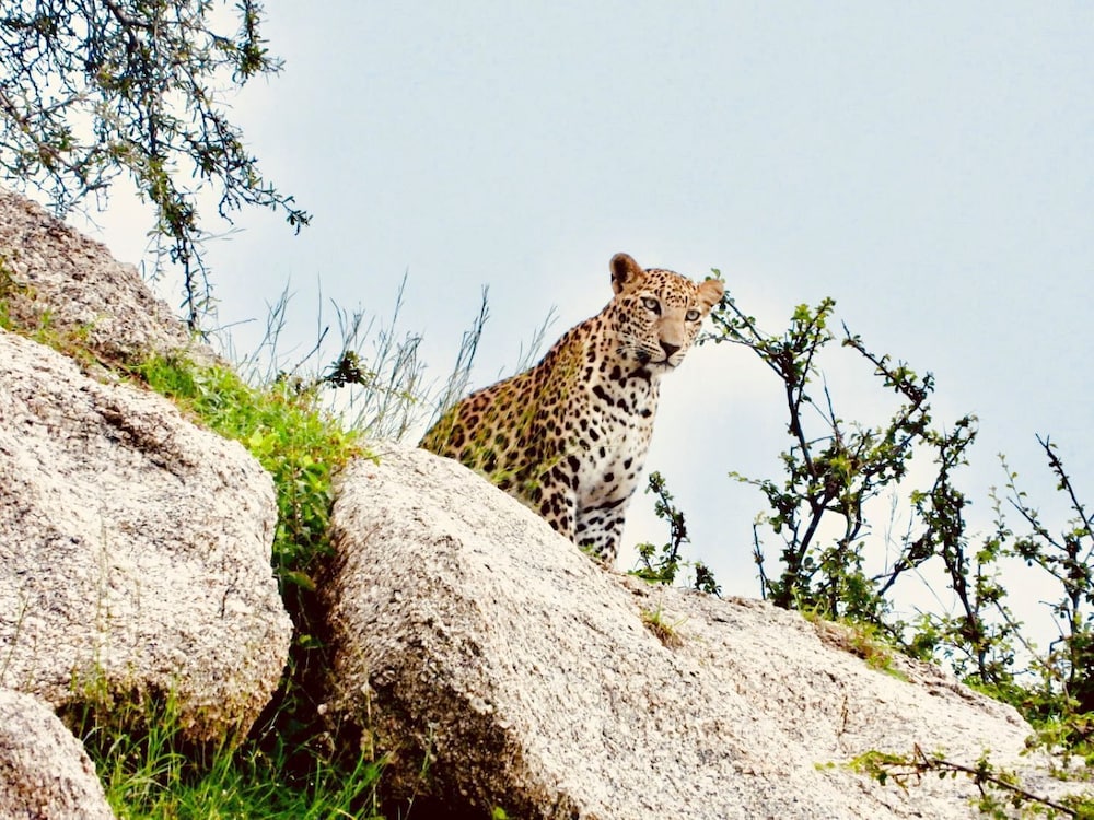 Rawla Bisalpur