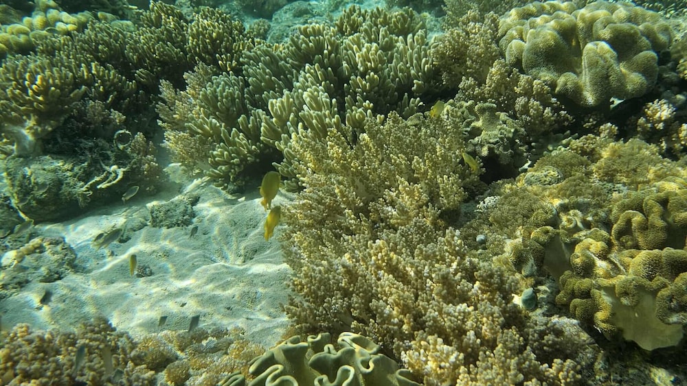 Eagle's Nest Beach Resort- Samal Island