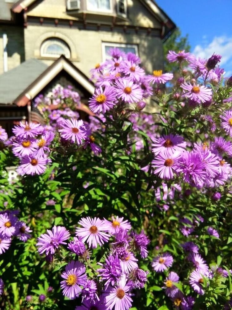 Milwaukee Vacations - Manderley Bed and Breakfast - Property Image 23