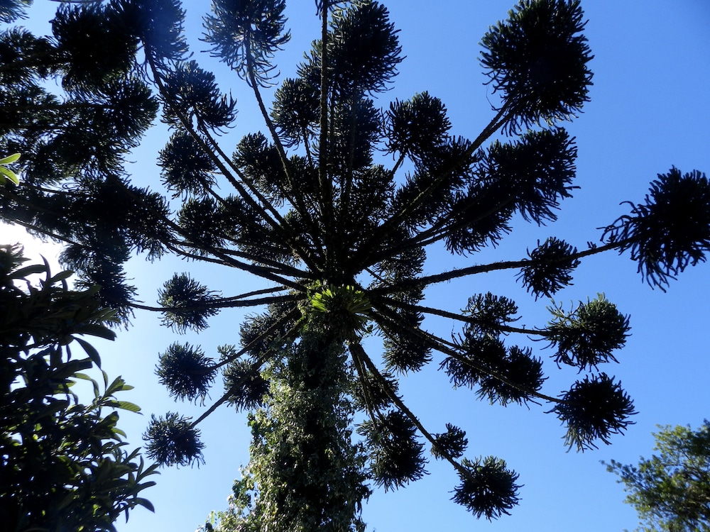 Recanto das Araucarias