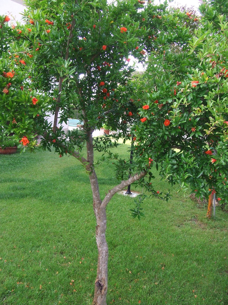 Photo 35