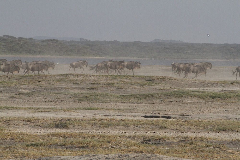 Gnu Ndutu Camp