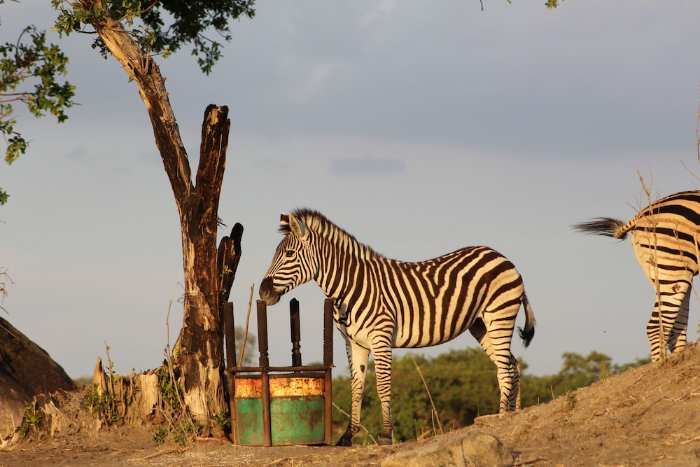 Bushman Rock Safaris
