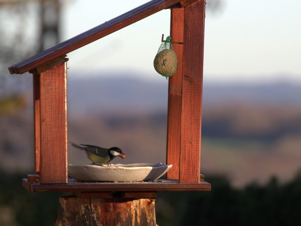 The Waltz of the Chickadees in Somme Leuze view 4