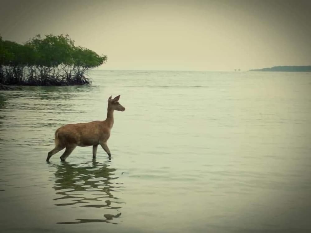 Rare Angon Homestay view 5