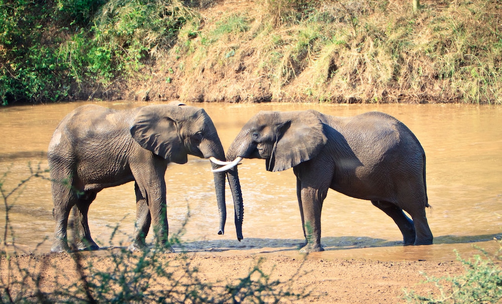 Mtomeni Safari Camp