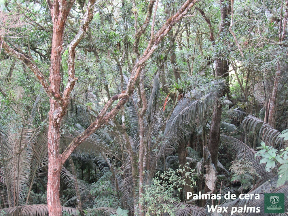 Finca Los Arboles