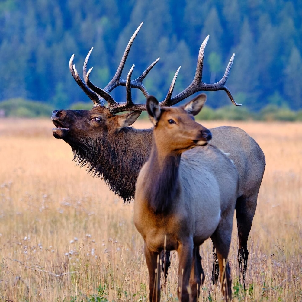 Frontier Mountain Retreat - Monthly Long-term Vacation Rental 30 Days Minimum -- Estes Park 1 Bedroom Apts by RedAwning - Property Image 6