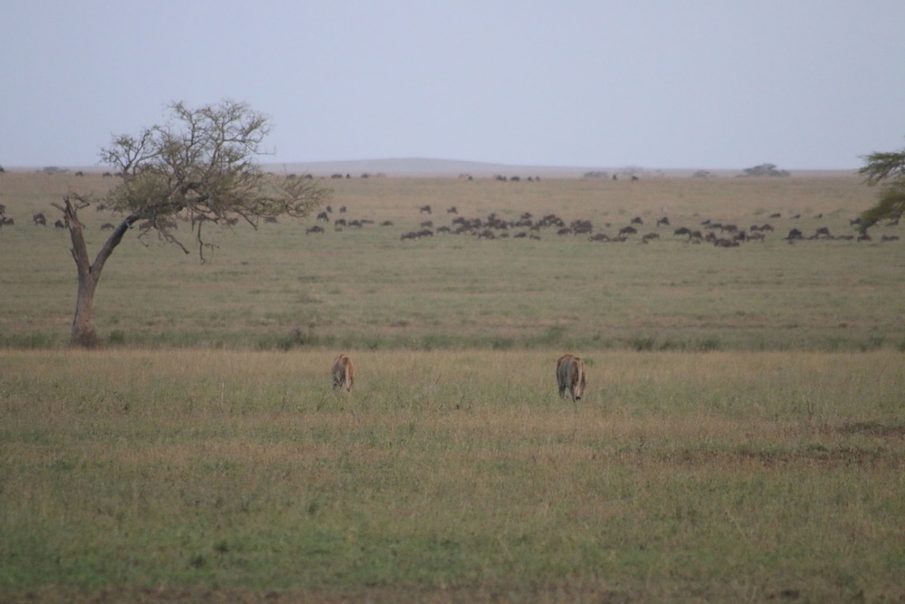 Mawe Luxury Tented Camp