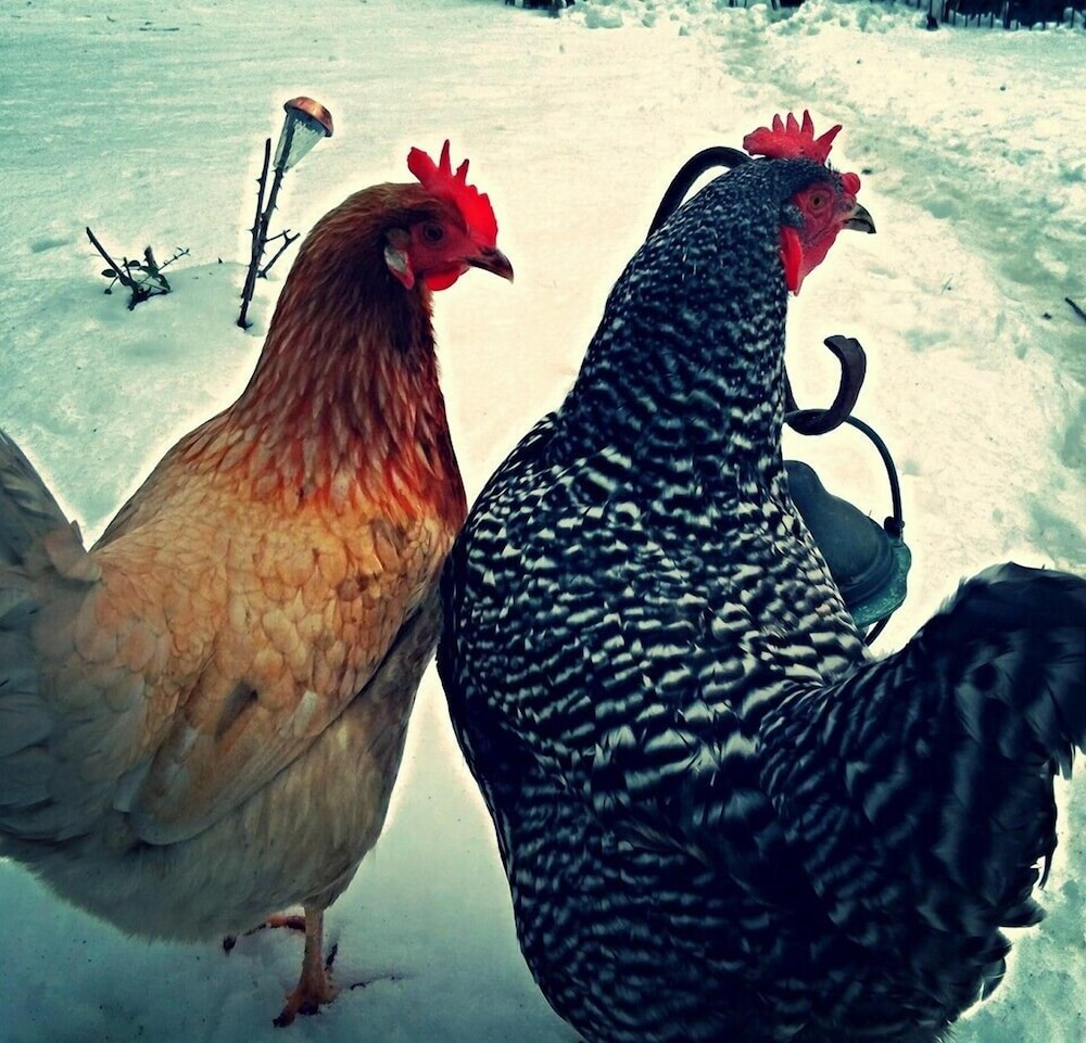 Milwaukee Vacations - Manderley Bed and Breakfast - Property Image 17