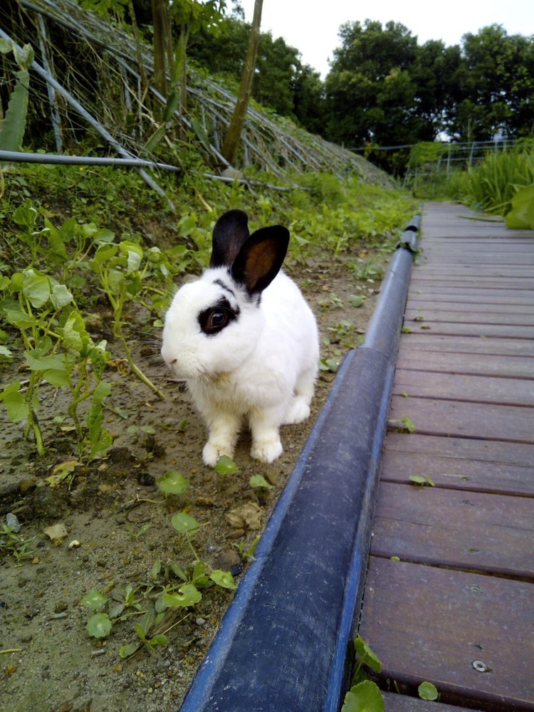 Photo 32