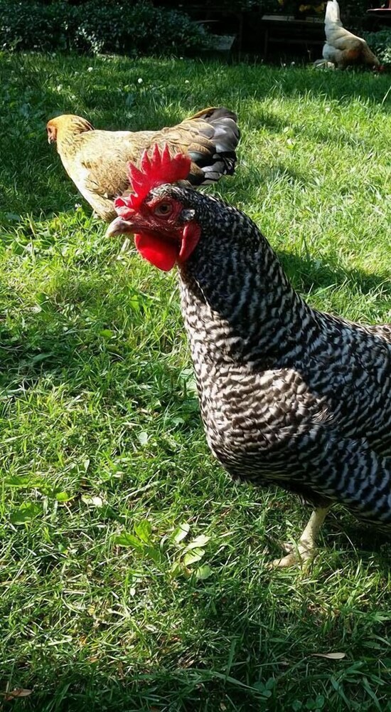 Milwaukee Vacations - Manderley Bed and Breakfast - Property Image 4