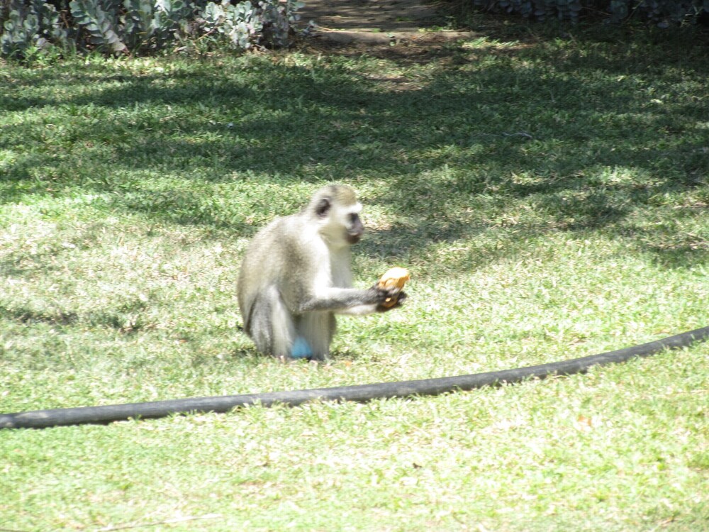 Pure Wilderness in Amanzimlotzi Riverside Bush Bungalow in Limpopo, Kruger Park view 3