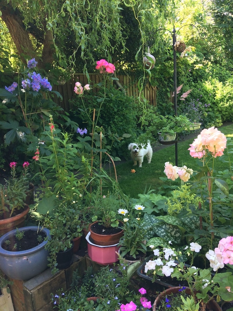Arts & Bichons B&B