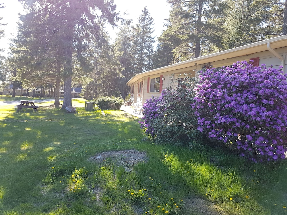 Pine cone Motel