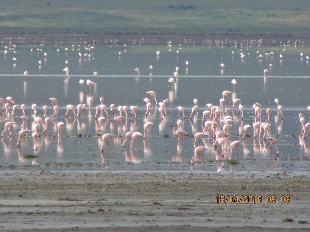Kiboko Lodge