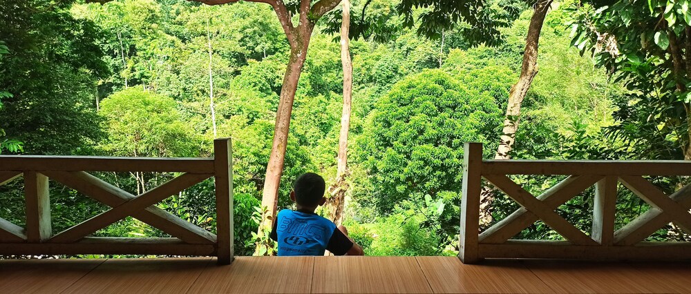 Green Forest Tangkahan