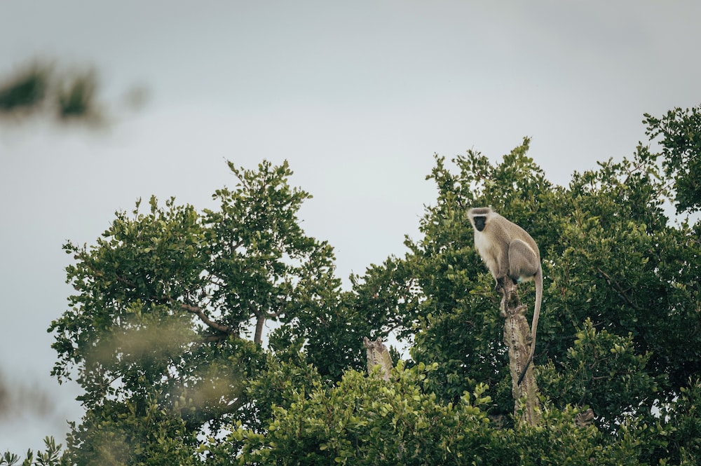 Summerplace Game Reserve