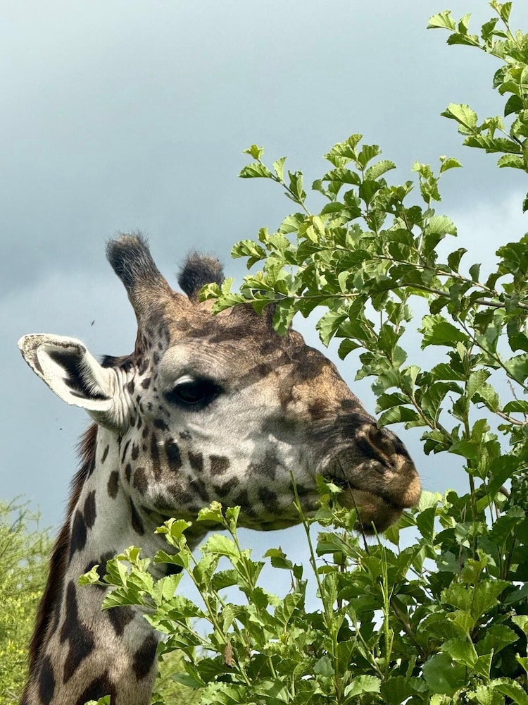Moyoni Africa Lodge & Tours
