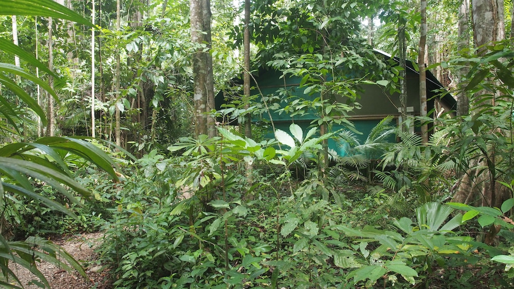 Daintree Crocodylus
