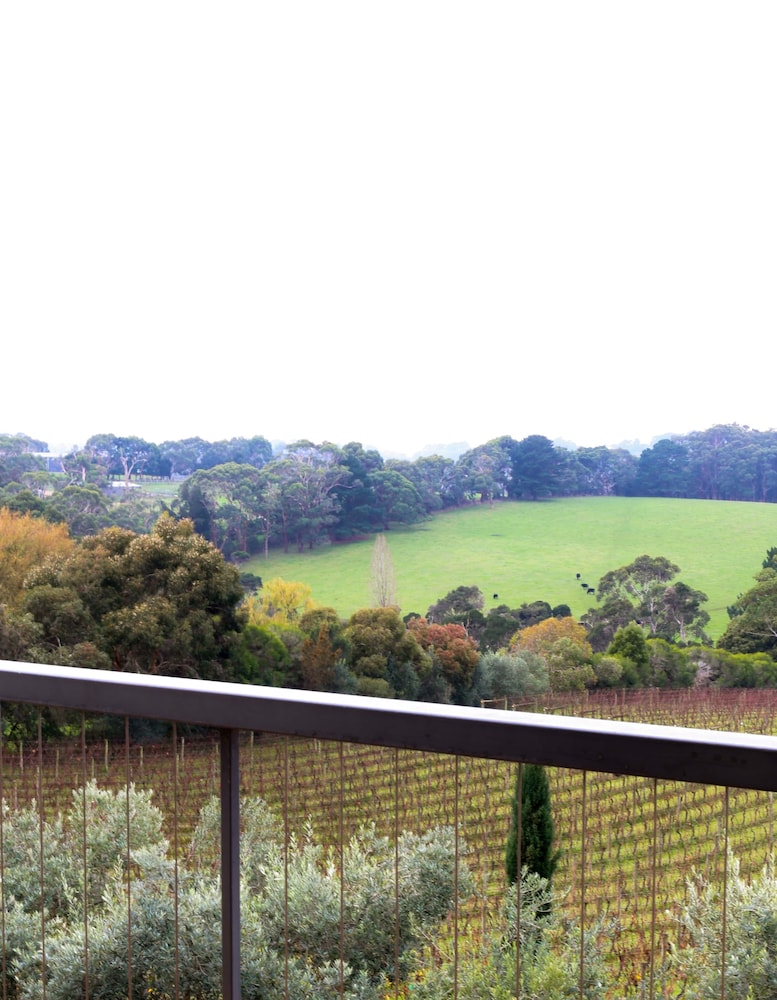 Morning Sun Vineyard