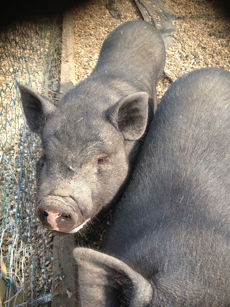 Willow Court Farm
