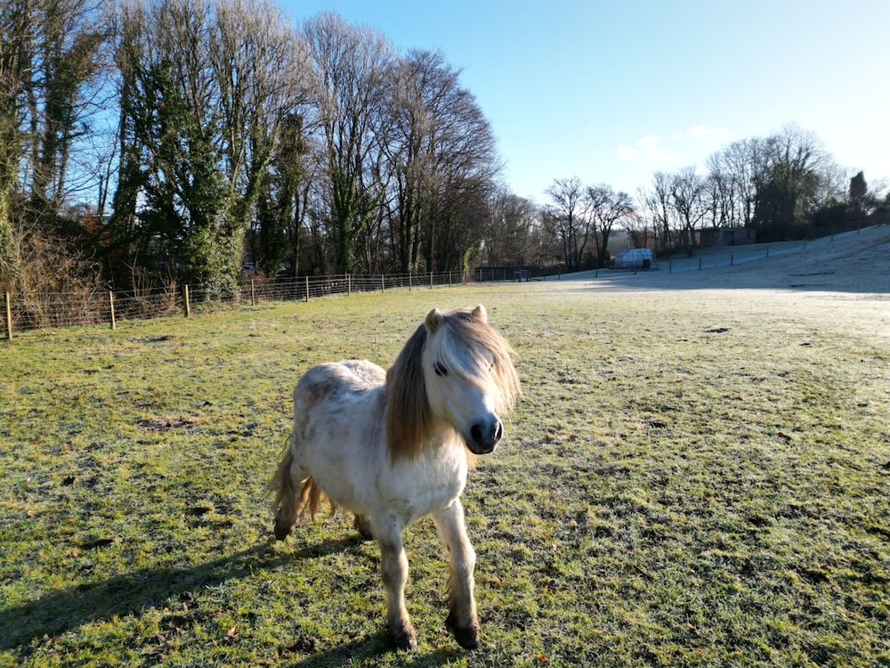 Lydvale Lodge in Lifton