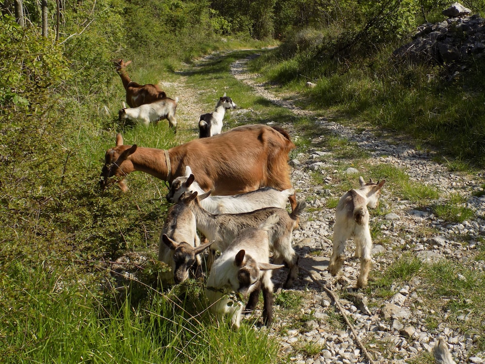 Photo 44