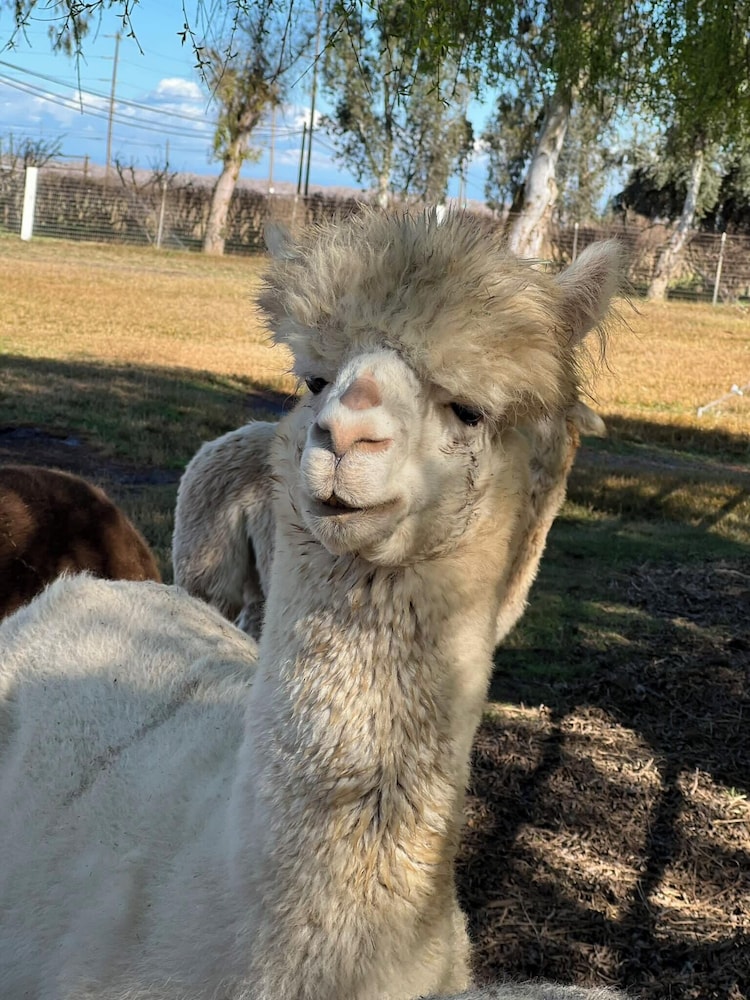 @ Marbella Lane - Alpaca Farm House l Pool