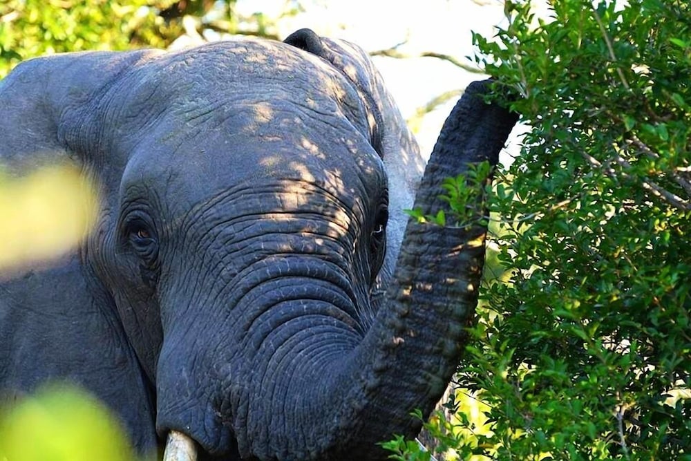 Royal Thonga Safari Lodge