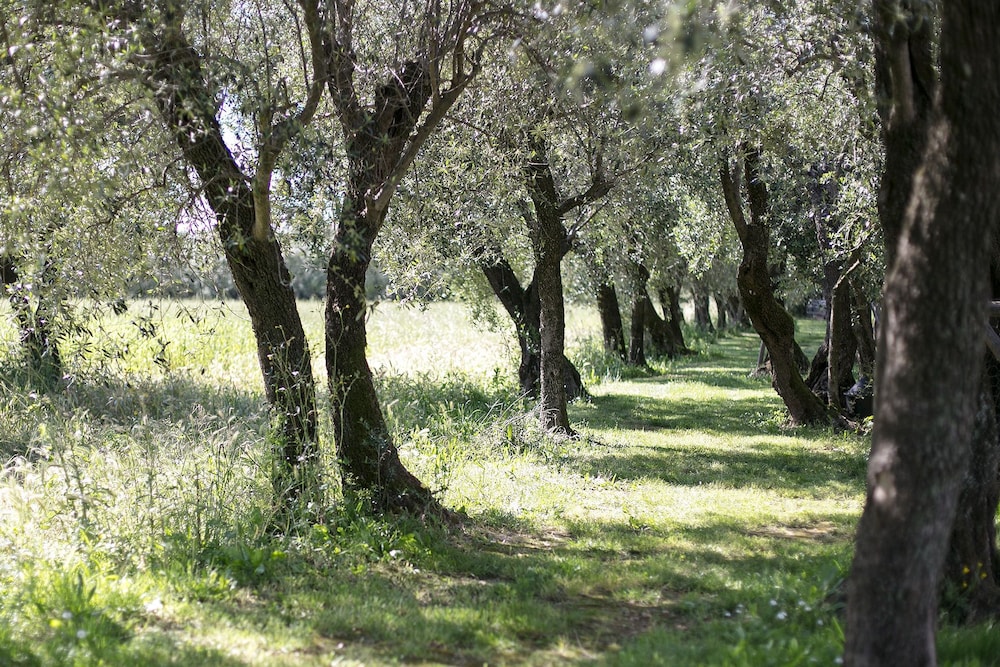 Olimagio